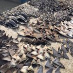 Ecuador-Shark-Fins